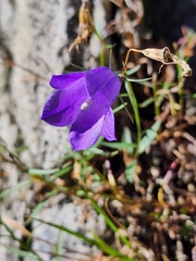 Campanula scheuchzeri