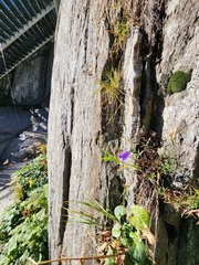 Campanula scheuchzeri