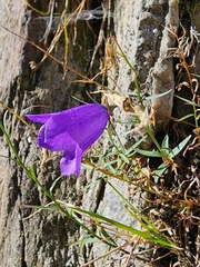 Campanula scheuchzeri