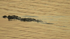 Crocodylus palustris