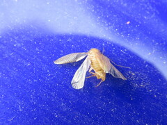 Ectobius pallidus