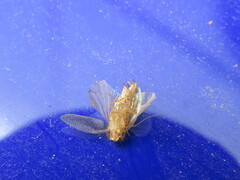 Ectobius pallidus