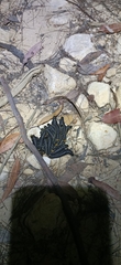 Perga affinis