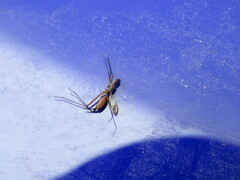 Micropeza corrigiolata