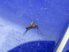 Micropeza corrigiolata