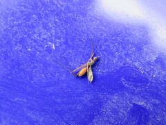 Micropeza corrigiolata