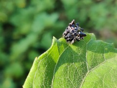 Thelacantha brevispina