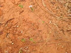 Blepharis maderaspatensis