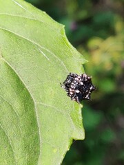 Thelacantha brevispina