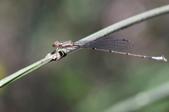 Acanthagrion