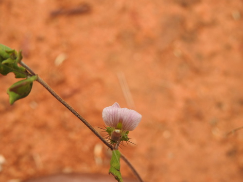 Image of Surprise Packet (Blepharis maderaspatensis) by (c) Hopeland, some rights reserved (CC BY)
