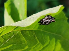 Thelacantha brevispina