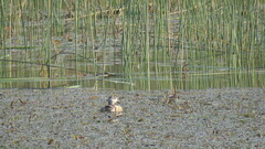 Nettapus coromandelianus