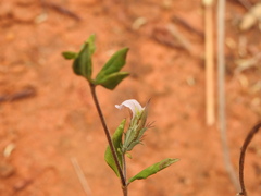 Blepharis maderaspatensis