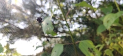 Thelacantha brevispina