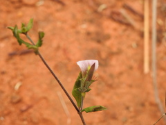 Blepharis maderaspatensis