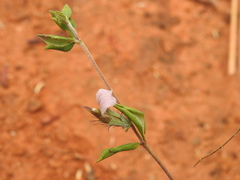 Blepharis maderaspatensis