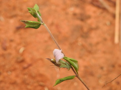 Blepharis maderaspatensis