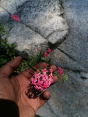 Arachnothryx leucophylla