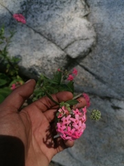 Arachnothryx leucophylla