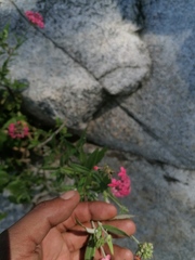 Arachnothryx leucophylla