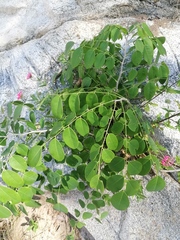 Dalbergia granadillo