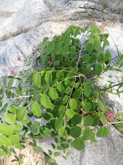 Dalbergia granadillo