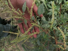 Amaranthus hybridus