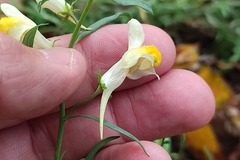 Linaria vulgaris