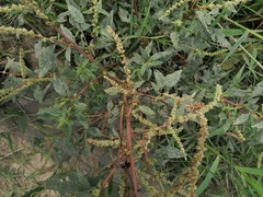 Amaranthus hybridus
