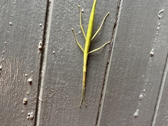 Macynia labiata