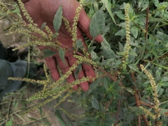Amaranthus hybridus