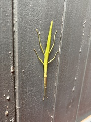 Macynia labiata