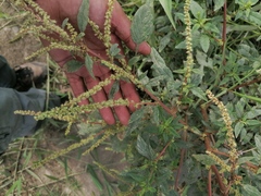 Amaranthus hybridus