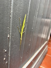 Macynia labiata