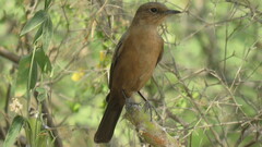 Oenanthe fusca