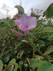 Ipomoea carnea