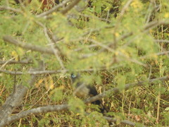 Phaenicophaeus viridirostris