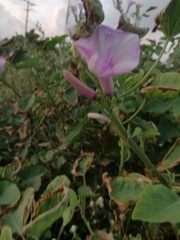 Ipomoea carnea
