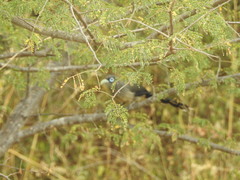 Phaenicophaeus viridirostris