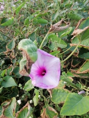 Ipomoea carnea