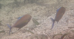 Caranx melampygus