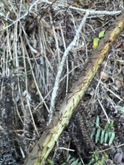 Dryopteris sandwicensis