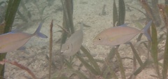 Caranx melampygus