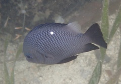 Dascyllus trimaculatus