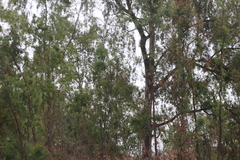 Eucalyptus