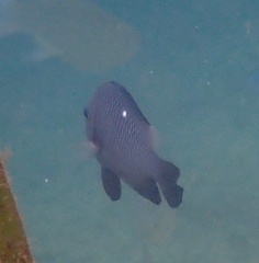 Dascyllus trimaculatus