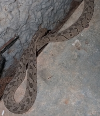 Dasypeltis scabra