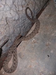 Dasypeltis scabra