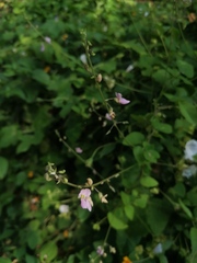 Desmodium tortuosum